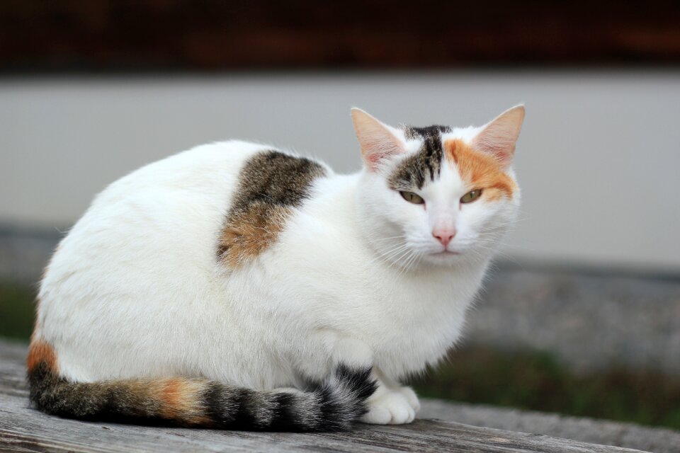 Cat's eyes domestic cat wildcat