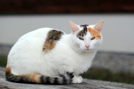 Cat's eyes domestic cat wildcat