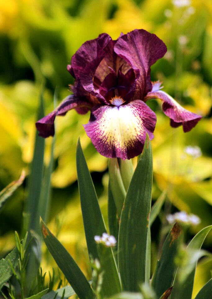Garden beautiful flowers bloom