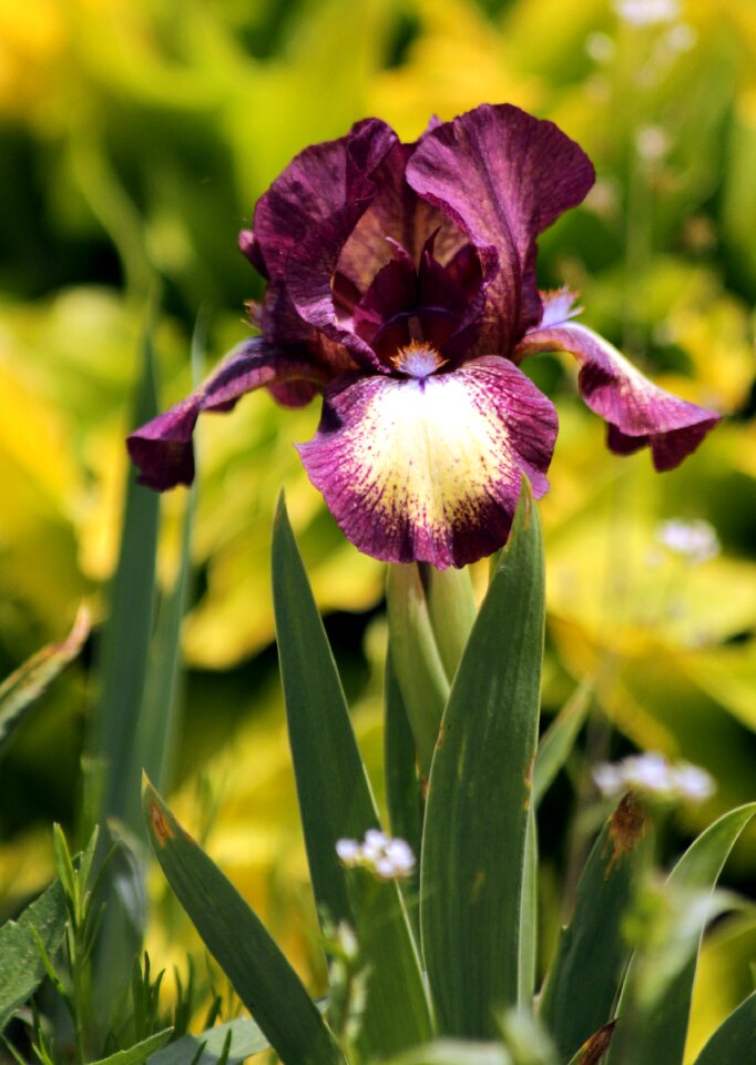 Garden beautiful flowers bloom photo