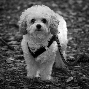Sweet small wuschelig