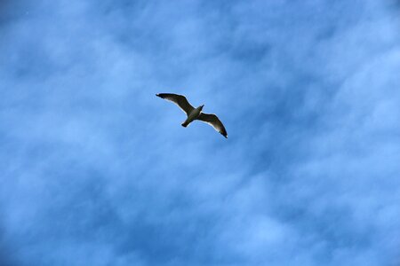 Seagull sky flies photo