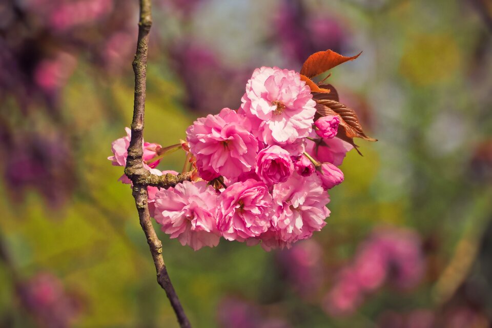 Plant season flowers