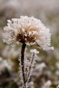 Winter eiskristalle flower photo