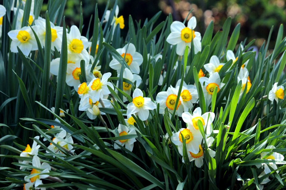 Garden spring spring flowers