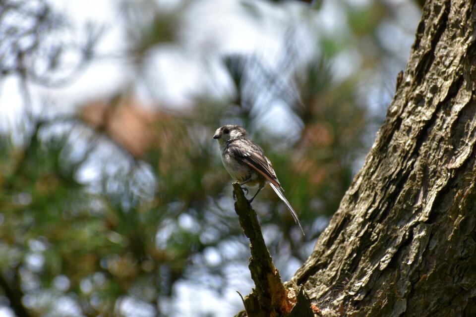 Wood bird wild birds