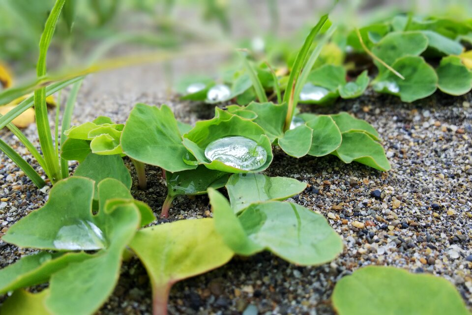 Leaf green sand