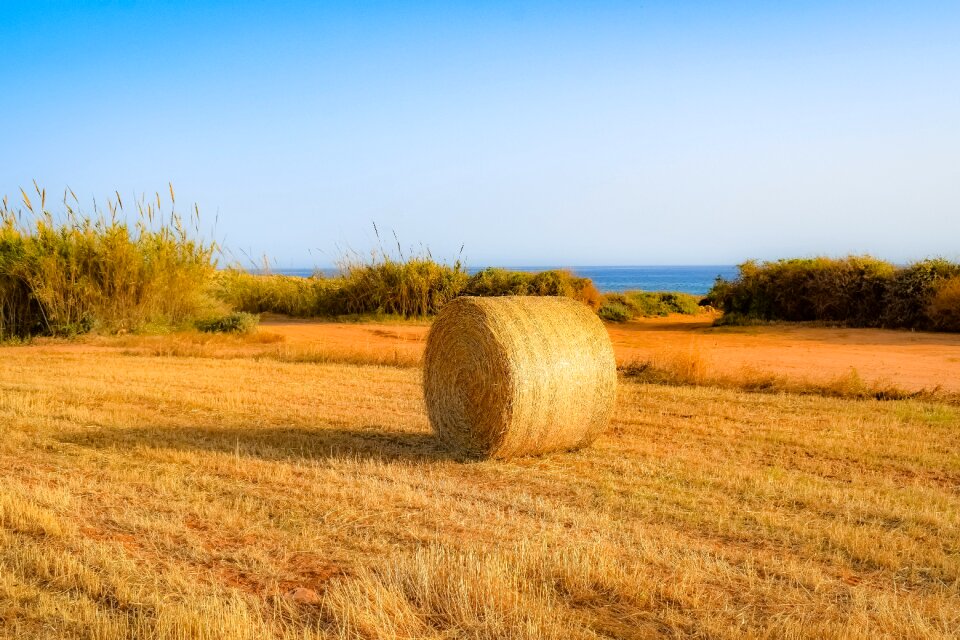 Landscape wheat barley