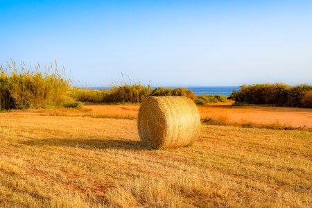 Landscape wheat barley