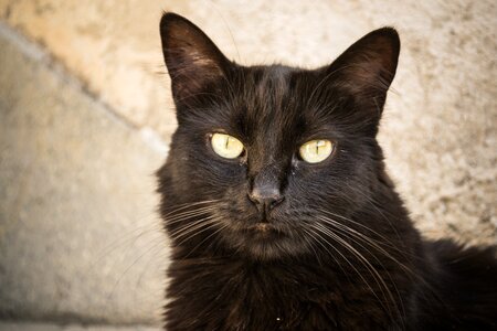 Feline pet black photo