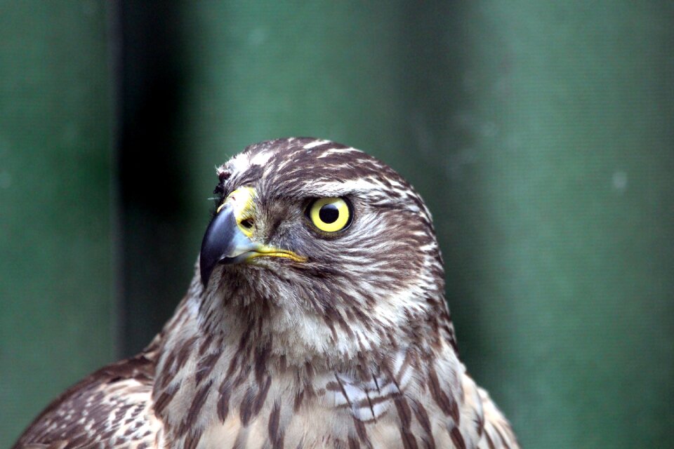 Bird hawk feathered race