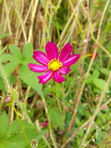 Flowers garden cosmos