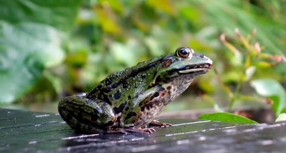 Green pond animal