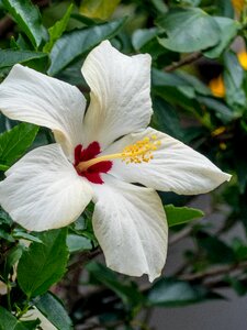 Blossom bloom flower