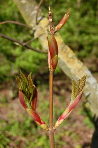 Tree outdoor spring