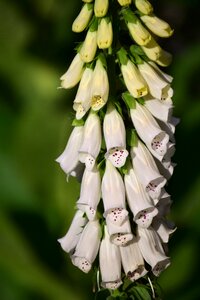 Toxic flower blossom
