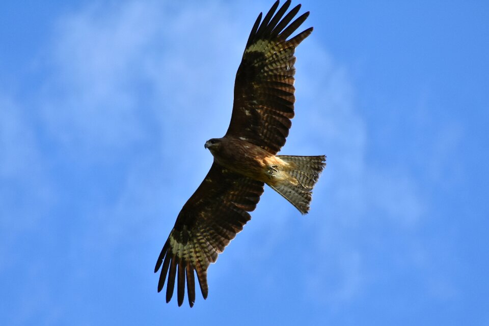 Wild birds raptor video
