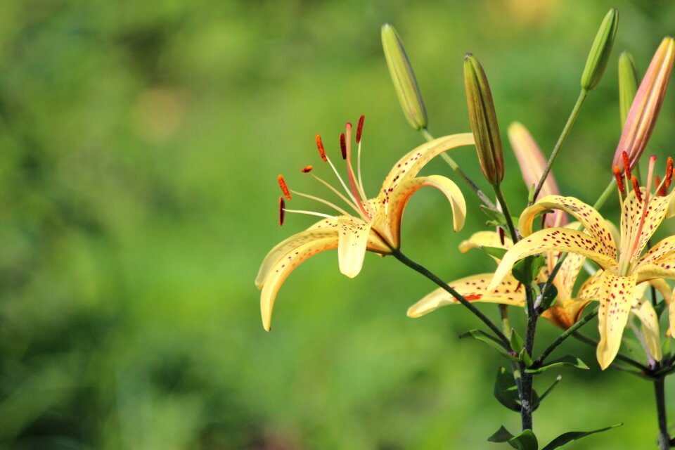 Flower bloom yellow