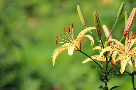 Flower bloom yellow