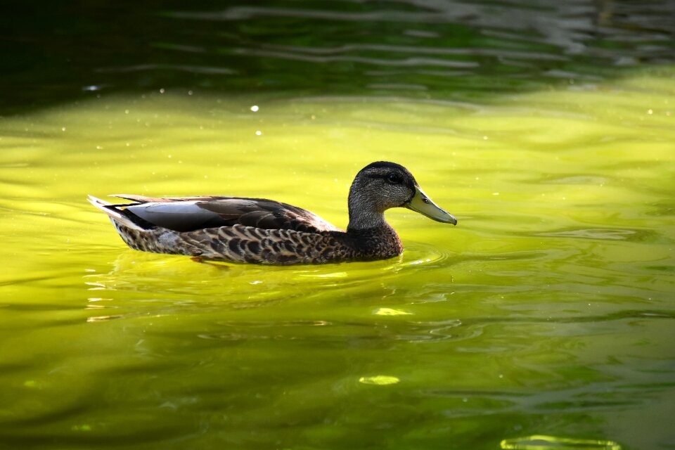 Winged wild ducks waterfowl