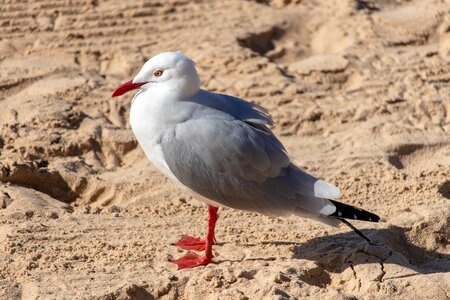 Beach gull animal photo