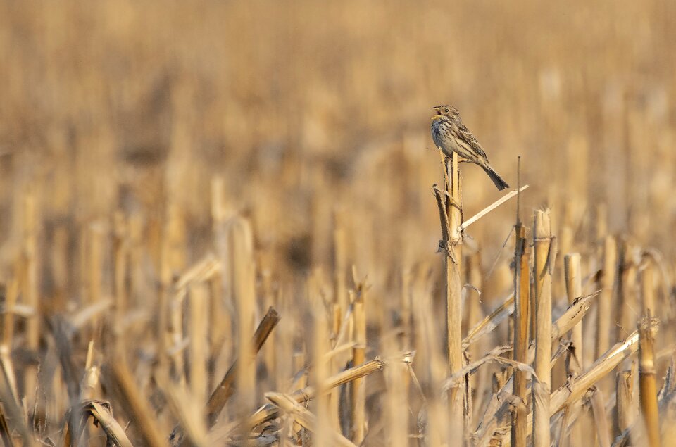 Bird small yellow