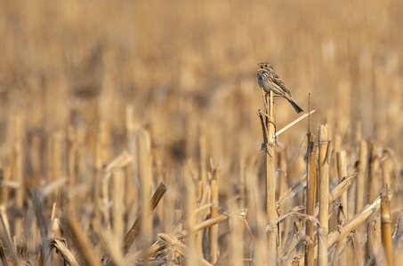 Bird small yellow