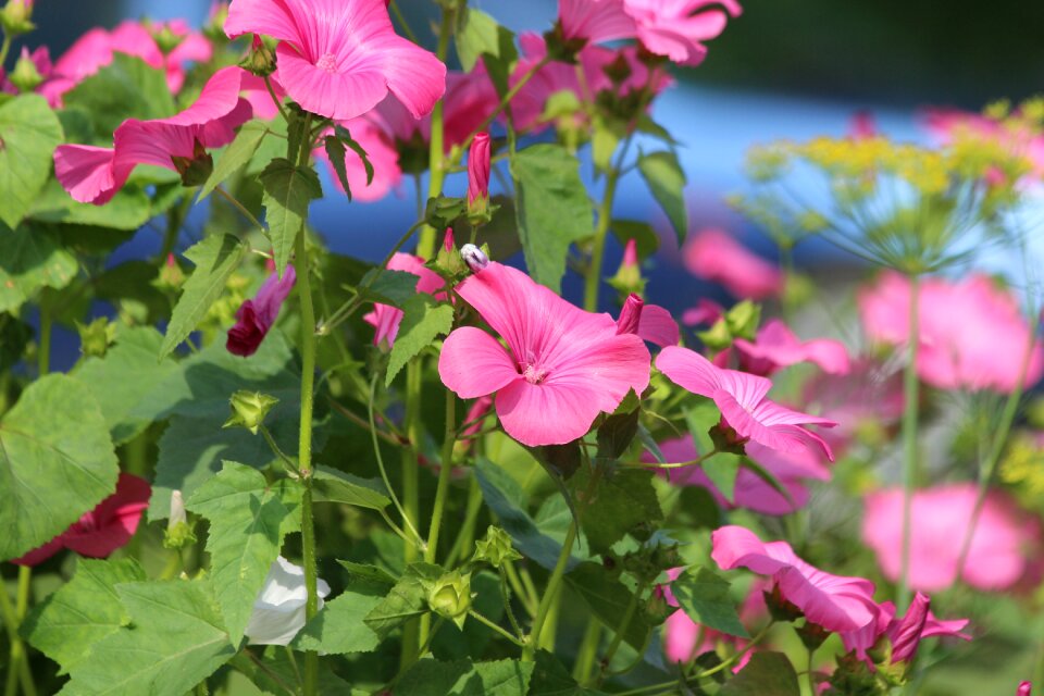 Bloom plant pink flowers
