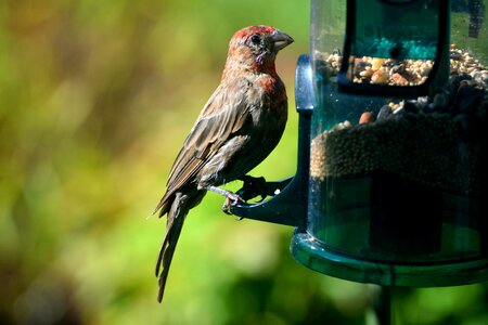 Avian wildlife feeder photo