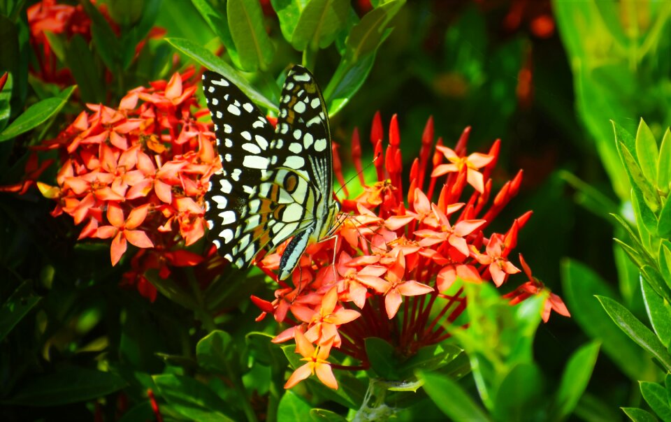 Garden flora summer