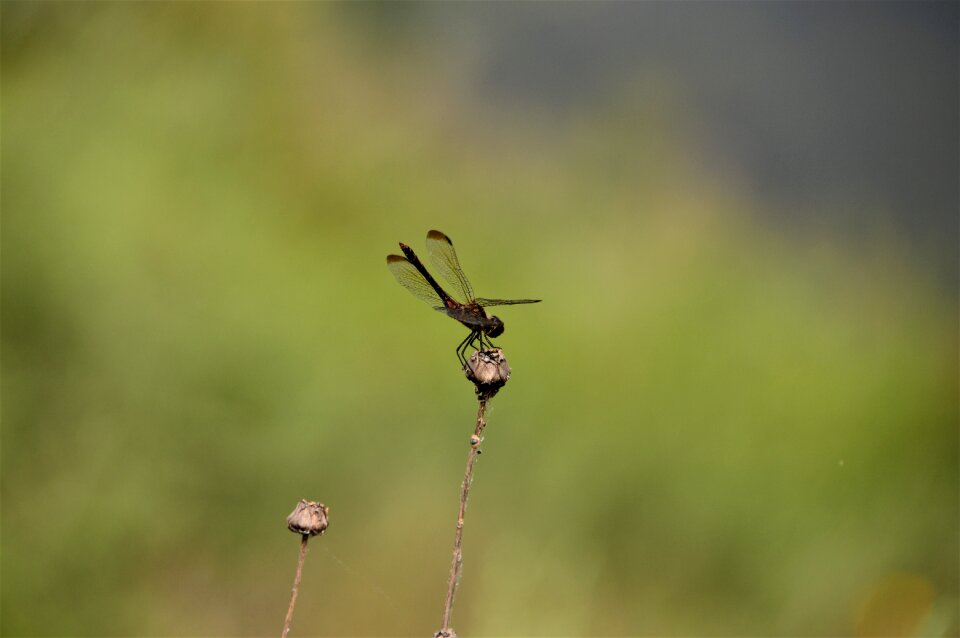 Nature insects affix