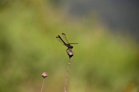 Nature insects affix