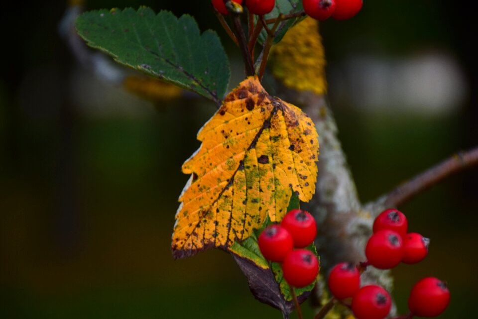 Colorful nature leaf