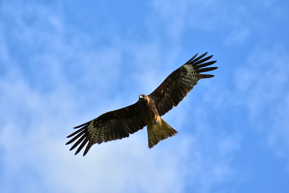 Bird wild birds raptor