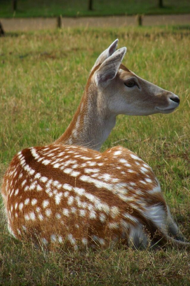Wildlife antler wild