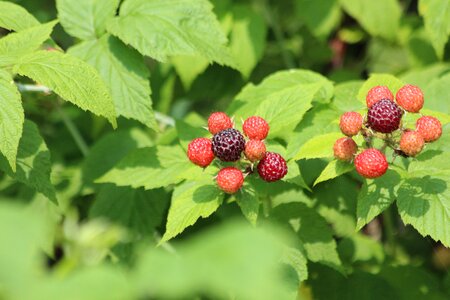 Bush fruit black photo