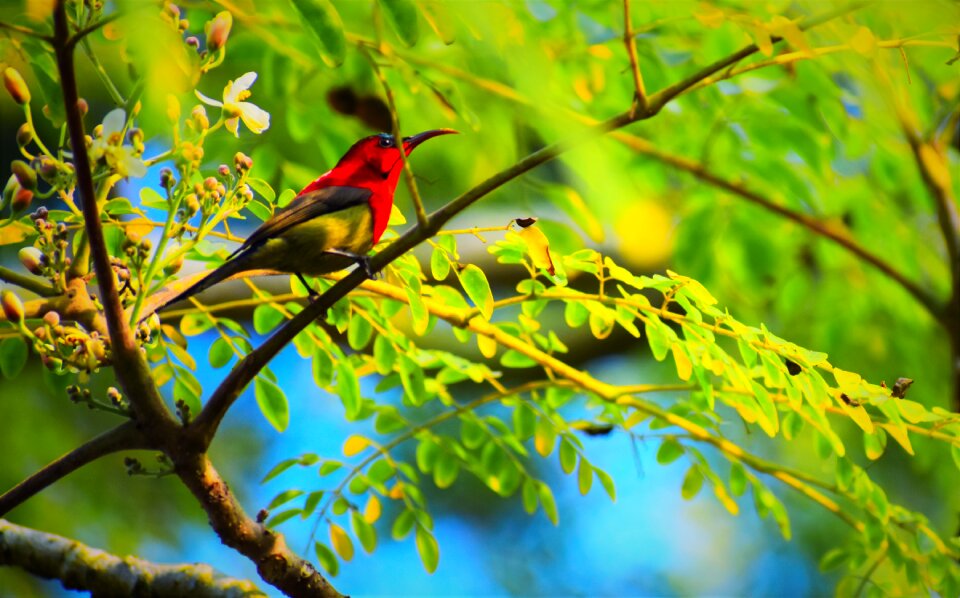 Tree outdoors wildlife