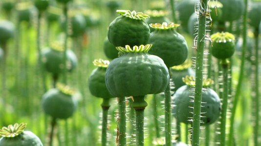 Field field of poppies poppy capsule