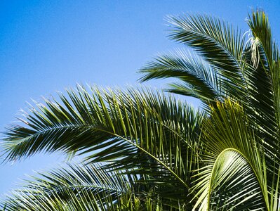 Palm nature sky