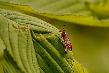 Scorpion fly-male green flight insect photo