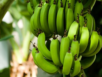 Banana plant tropical plant