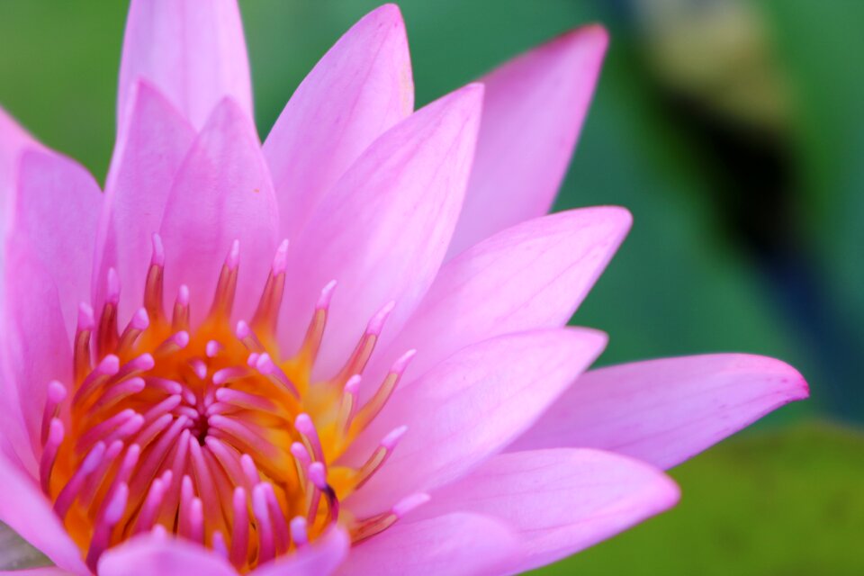 Flower lotus meditation