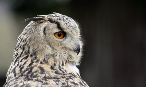 Raptor animal portrait owl