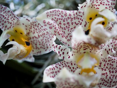 Bloom beautiful tropical photo