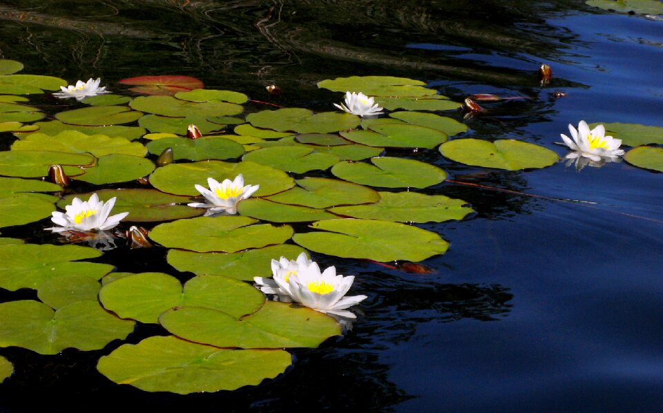Lake leaf water lily