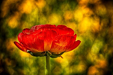 Green flower blossom photo