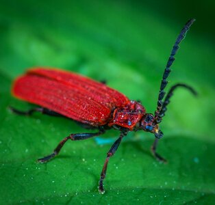 Red sheet coleoptera