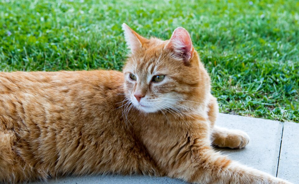 Domestic cat animal mackerel
