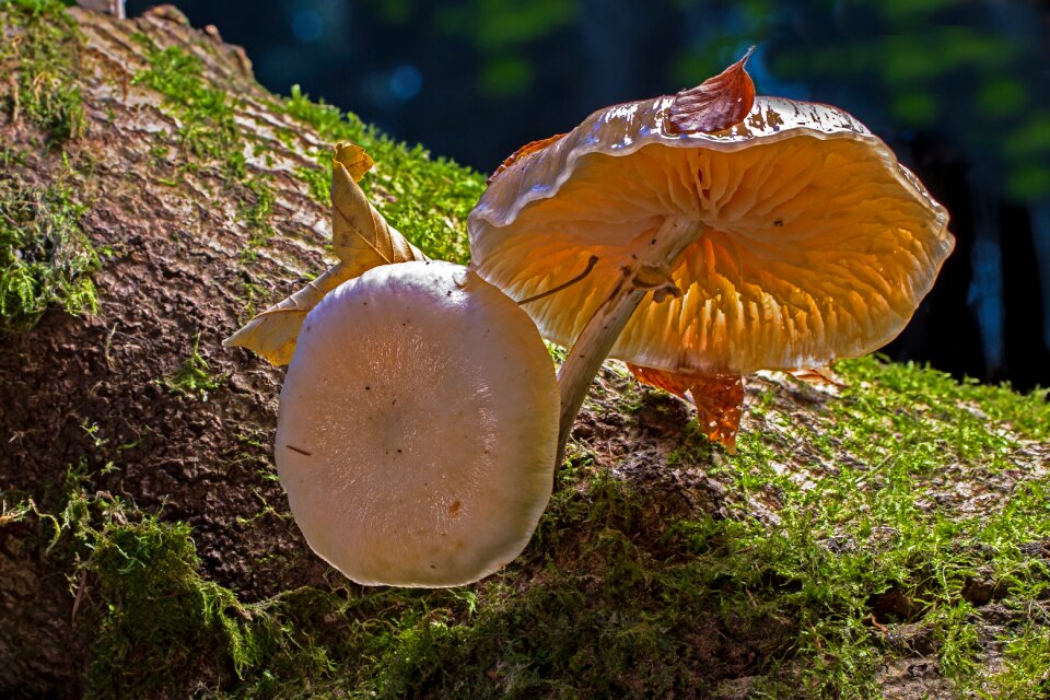 Lamellar mushroom base tree fungi