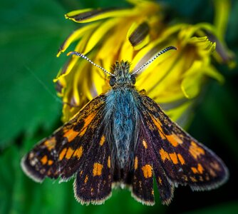 Skipper lepidoptera flower